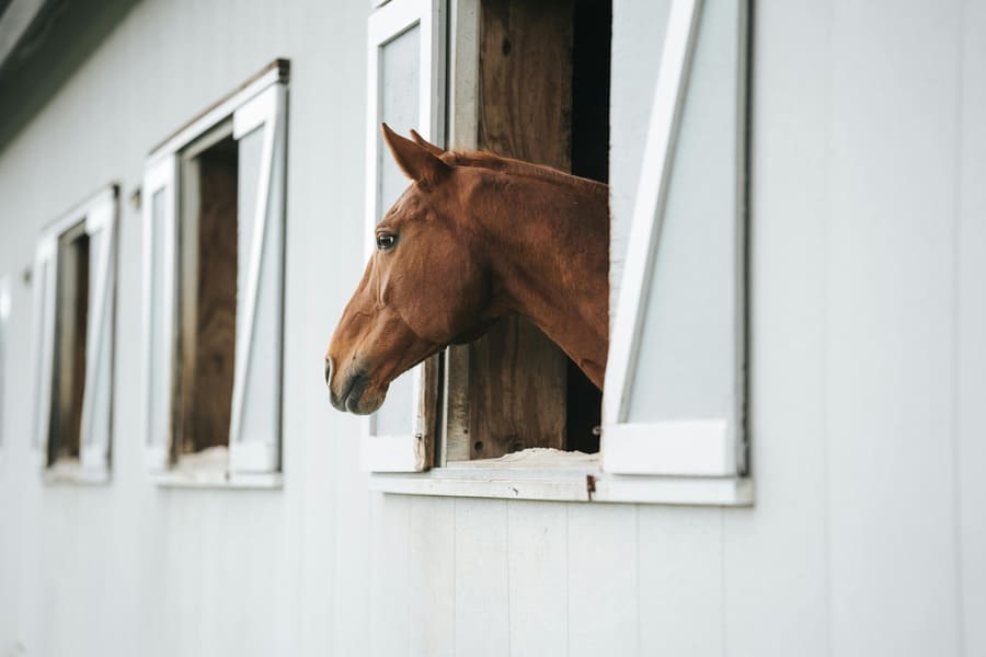 ブックメーカー 競馬 オッズ